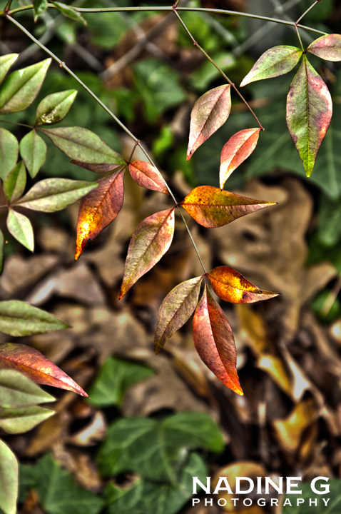 Nadine G Photography