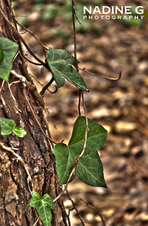 Nadine G Photography