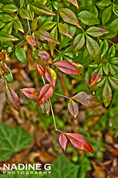 Nadine G Photography